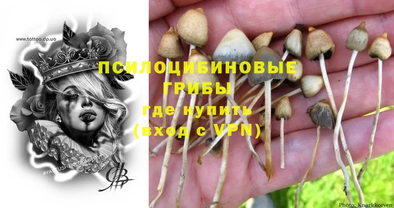 что такое наркотик  Белокуриха  Псилоцибиновые грибы Magic Shrooms 